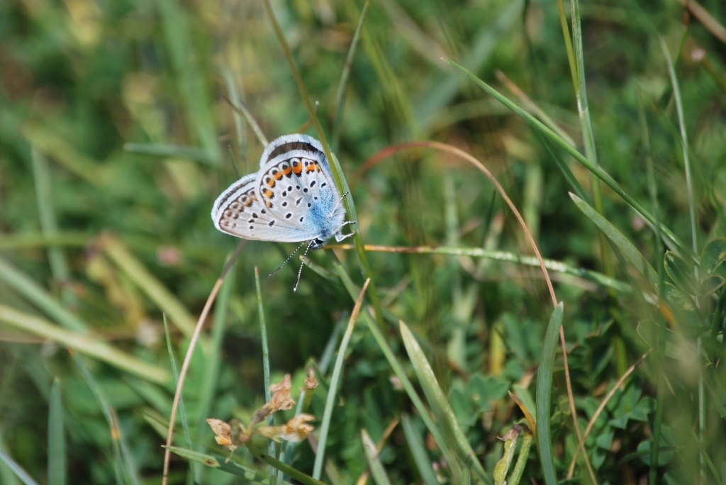 Plebejus da id